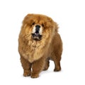 Cute fluffy Chow Chow pup dog , Isolated on a white background. Royalty Free Stock Photo