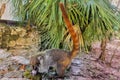 A cute fluffy coati stands on the rocks.