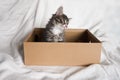Cute fluffy color-point cat of the Scottish Straight breed looks out of a cardboard box and looks up. White background Royalty Free Stock Photo