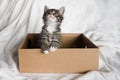 Cute fluffy color-point cat of the Scottish Straight breed looks out of a cardboard box and looks up. White background Royalty Free Stock Photo