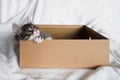 Cute fluffy color-point cat of the Scottish Straight breed looks out of a cardboard box and looks up. White background Royalty Free Stock Photo