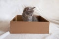 Cute fluffy color-point cat of the Scottish Straight breed looks out of a cardboard box and looks up. White background with place Royalty Free Stock Photo