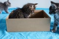 Cute fluffy color-point cat of the Scottish Straight breed looks out of a cardboard box and looks up. White background with place Royalty Free Stock Photo