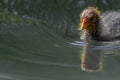 Cute and fluffy coot chick swimming in pond, in springtime