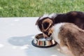 Cute fluffy corgi puppies drinking water from silver pet bowl on wooden construction in garden.