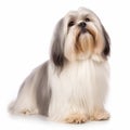 Cute fluffy dog breed Lhasa Apso, isolated on white close-up, lovely pet, Royalty Free Stock Photo