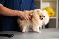 Cute fluffy dog examined by veterinarian, vet listens to breathing. Health diagnostics Royalty Free Stock Photo