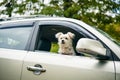 Cute fluffy dog looking out of car window. Road trip concept