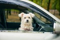 Cute fluffy dog looking out of car window. Road trip concept