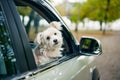 Cute fluffy dog looking out of car window. Road trip concept