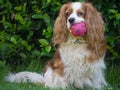 Cute fluffy dog playing with a pink ball on the field Royalty Free Stock Photo