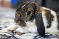 Cute fluffy domestic brown and white bunny pet