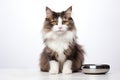 Cute fluffy domestic cat sits in front of an empty iron bowl waiting for cat food. Kitten looking at the camera on a white Royalty Free Stock Photo