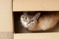 a cute fluffy domestic kitten hiding at box. above view Royalty Free Stock Photo