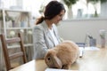 Cute fluffy domestic rabbit sit on desk eating hay