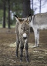 Cute and fluffy donkey foal