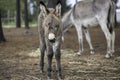 Cute and fluffy donkey foal