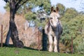 Cute fluffy donkey standing in field