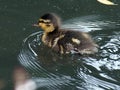 Vulnerable duckling swimming