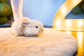 a cute fluffy dwarf rabbit on the mat on the floor