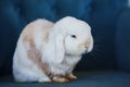 a cute fluffy dwarf rabbit sits on a blue chair.