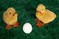 Cute fluffy Easter ducklings