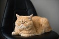 Cute fluffy exotic shorthair or persian cat sitting on a chair Royalty Free Stock Photo