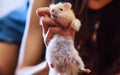 Cute Fluffy Exotic Young Orange White Syrian Golden Hamster Mesocricetus auratus stays still in girl`s hand. Putty in hands, id Royalty Free Stock Photo
