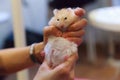 Cute Fluffy Exotic Young Orange White Syrian Golden Hamster Mesocricetus auratus stays still in girl`s hand. Putty in hands, id Royalty Free Stock Photo