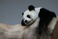 Cute Fluffy Female Panda