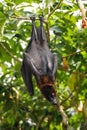 Cute flying fox hanging on the tree Royalty Free Stock Photo