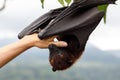 Cute flying fox hanging on the tree Royalty Free Stock Photo