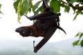 Cute flying fox hanging on the tree Royalty Free Stock Photo