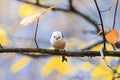 Cute fluffy forest bird in the rain