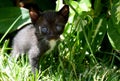 Cute fluffy four week old black white kitten with blue eyes sitting in the garden.Love for pets concept. Royalty Free Stock Photo