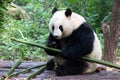 Cute Fluffy Giant Panda , Bei Chuan , in Chengdu Panda Base, China Royalty Free Stock Photo