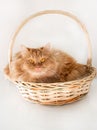 Cute fluffy Ginger cat with yellow eyes lying basket. Close up Red cat. Isolate. White background Royalty Free Stock Photo
