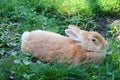 cute fluffy ginger rabbit in the green grass in sunny day Royalty Free Stock Photo