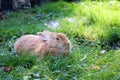 cute fluffy ginger rabbit in the green grass in sunny day Royalty Free Stock Photo