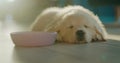 Cute fluffy golden retriever puppy is sleeping near the food bowl. The rays of the setting sun illuminate the pet Royalty Free Stock Photo