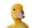 Cute fluffy gosling on white background, closeup. Farm animal