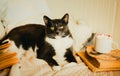 A cute fluffy gray cat relaxing on a bed, nestled on a cozy white wool sweater, beside an open book and a cup of cocoa topped with Royalty Free Stock Photo