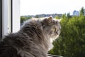 Cute fluffy gray cat sitting on the windowsill and waiting for something. A furry animal looks out the window. Concept-expectation