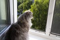 Cute fluffy gray cat sitting on the windowsill and waiting for something. A furry animal looks out the window. Concept-expectation