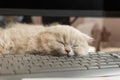 A cute fluffy gray kitten of the Scottish Fold breed sleeps, naps on the keyboard.