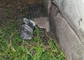 Cute and fluffy grey baby rabbit eating Royalty Free Stock Photo