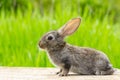 Cute fluffy grey rabbit with ears on a natural green background Royalty Free Stock Photo