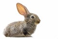 Cute fluffy grey rabbit on white isolated background Royalty Free Stock Photo