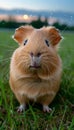 Adorable Close Up of a Cute Guinea Pig in a Lush Field with Stars Shining in the Background, Capturing a Serene and Whimsical