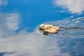 Cute fluffy gull chicks swim on the surface of the river
